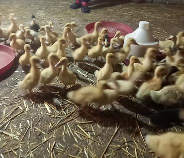 bala quzu: Məhsul: Cücələr (ördək balaları) Təsvir: - Şəkillərdə çoxsaylı sarı — 2