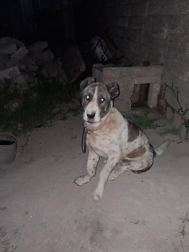 cütlük: Alabay, 2 il, Erkək, Cütləşmə üçün — 1