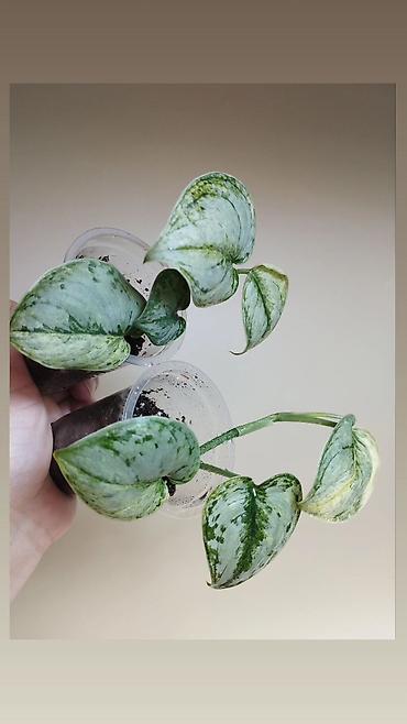 Папоротники: В продаже : Папоротник Тигр, Сингониум Орм Нак, Хойя New Moon — 9