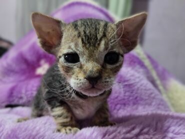 сиамский кот сколько стоит: Кот самый милай и красивый лысый цена 7 т ему 1,5 мес донской сфинкс