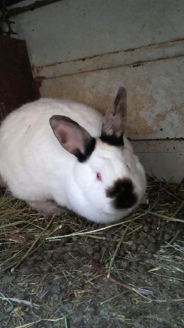 Декоративные кролики: Кролики — 14
