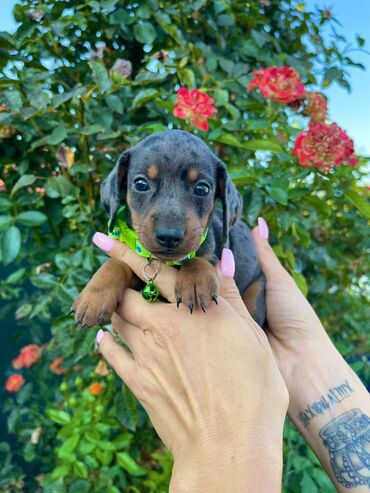 pomeranac špic cena: Odgajivacnica pasa "Happy Puppies" ima u ponudi patuljaste jazavicare