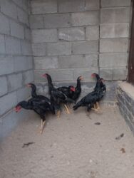 в связи с переездом отдам попугая жако в добрые руки: На продажу цыплята апрельские канец линия питомник Кашгар куры по 4000