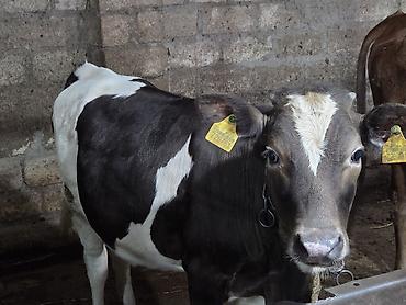 Inəklər, öküzlər: Yani simental balali super südük damazliq inek satilir.7.8 lt yaxin — 2