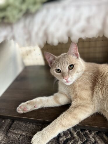 Отдам даром кошку: Кошка даром: Беспородная, 11 месяцев, Мальчик, Кастрирована, Приучена к лотку, Проглистована — 2