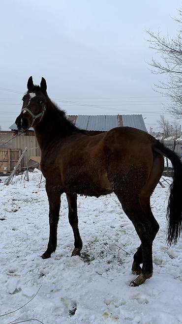 Лошади, кони: Продаю | Жеребец | Для разведения — 7