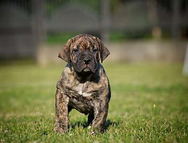 velika pudla: Na prodaju stenci Presa Canario izuzetnih krvnih linija, sa ozbiljnim — 7