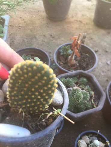 Kaktus: Kaktusi vise vrsta — 5