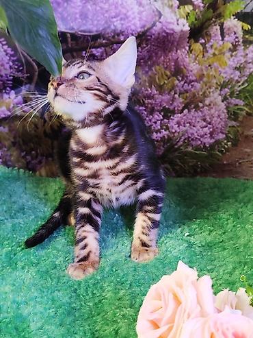 Продажа кошек: Бенгальская, 2 месяца, Мальчик, Черный, Приучена к лотку, Проглистована, С документами — 20