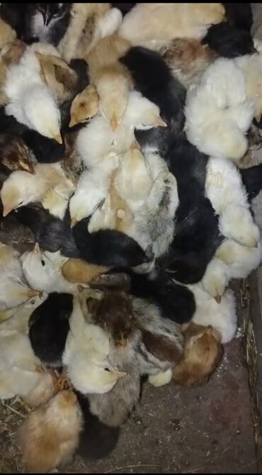 Куры, петухи: Продается цеплять 🐥 
Город Каракол 
село Ичке Жергез