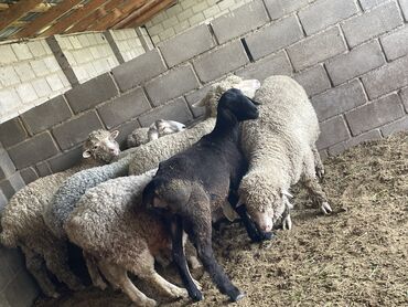 меринос овцы: Продаю | Овца (самка), Баран (самец) | Полукровка, Меринос | На забой, Для разведения, Для шерсти