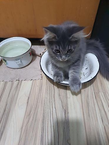 Pişiklər: Meyn-kun, Erkək, Ünvandan götürmə — 4