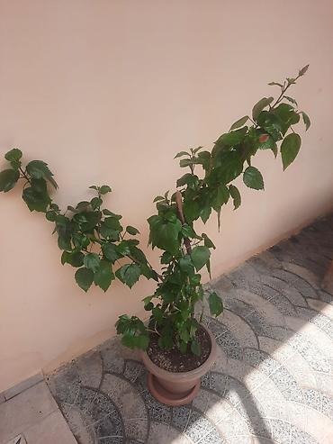 hibiskus: Saksıda hibiskus (Çin qızılgülü) dekorativ bitki - Bitki: hibiskus — 3