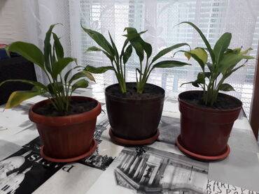 fotopolimernaja lampa besprovodnaja в Кыргызстан: Спатифиллиум "Женское Счастье" Так же в продаже имеются ФИТО ЛАМПЫ