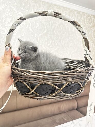 котята шотландская: Скотиш Страйт (Шотландская прямоухая), 1 месяц, Мальчик, Серый, Приучена к лотку