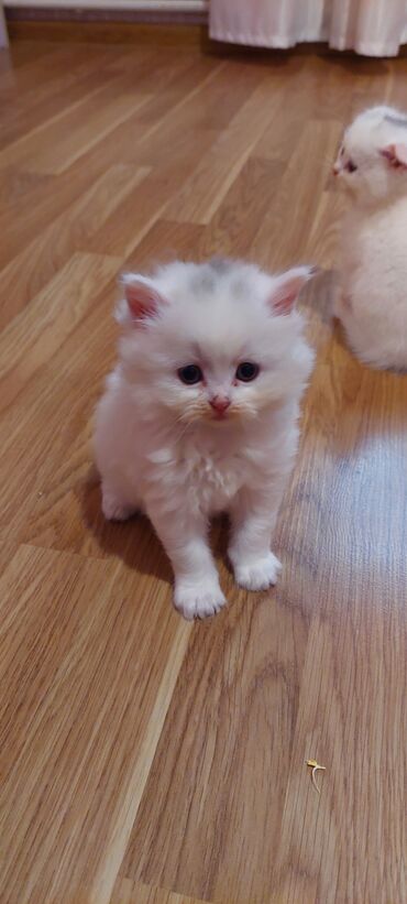 отдам в хорошие руки котенка: Шотландская длинношерстная, Самец, Самовывоз