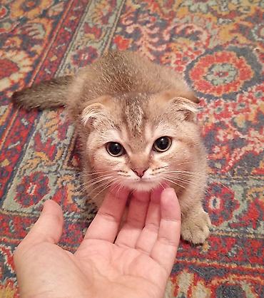 Pişiklər: Britan yastı qulaq, Erkək — 6