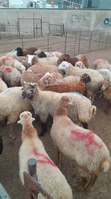 Qoyunlar, qoçlar: Erkək, il: 7, 55 kq, Ətlik, Ünvandan götürmə — 5