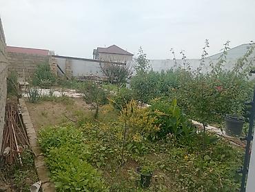 shirvan emlak: Həyət evi geniş hasarlanmış ərazi ilə təqdim olunur. Giriş hissəsində — 7