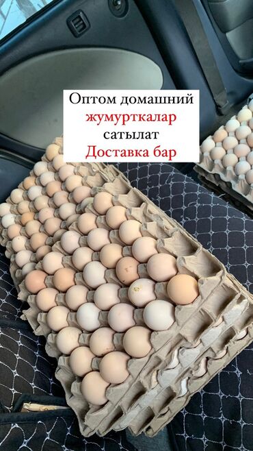 где купить яйца: Сүт азыктары жана жумурткалар