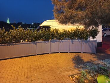 ətirşah bitkisi: Taxta qutularda olan dekorativ yaşıl bitkilər. Restoran və ya kafe