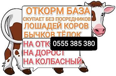 продаю кролики: Колбасный цех : Лошади, кони, | На откорм — 1