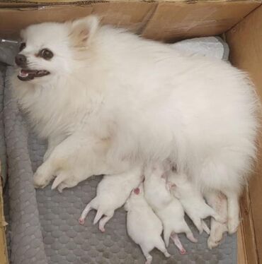 itlet: Şpitz, 2 ay, Dişi, Pulsuz çatdırılma