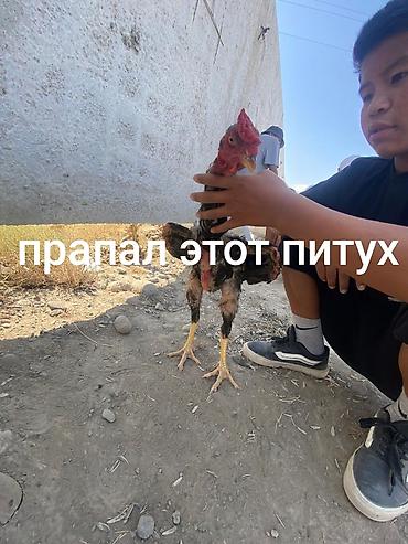 петух куплю: Продаю | Петух | Бойцовая | Для боев — 1