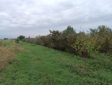 Ağaclar: Məhsul: Fındıq bağı və gilas bağı Təsvir: 1.20 Ha ərazidə 12illik — 8