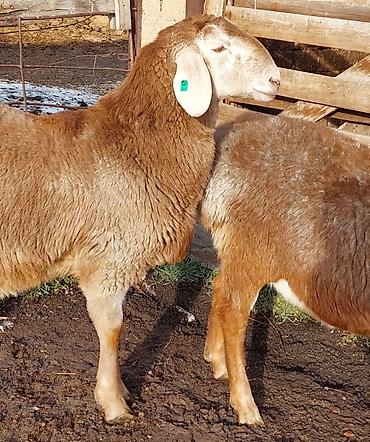 Баран, овца: Продаю | Ягненок, Баран (самец) | Для разведения | Племенные, Осеменитель — 11