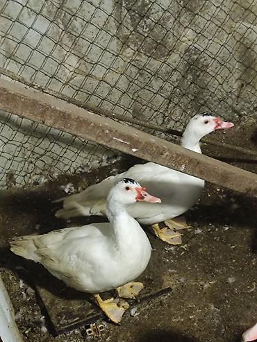 pedigree it yemi: Salam ördəklər satılır. 2 erkek 3 dişi erkeklerin 4 kq dan çox — 1