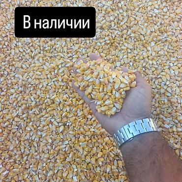 часы бишкек цена: Кукуруза зерно на заказ в любом объёме. 12.5 % влажность - Жёлтое — 2