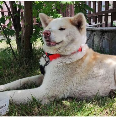 купить овчарку в бишкеке: Продаю собаку породы Акита Ину. 4 года. Девочка. Паспорт, прививки