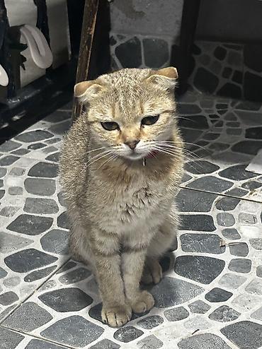 qızılı şinşilla: Qızıl şinşilla, Dişi, Yaxşı əllərə, Ünvandan götürmə — 3