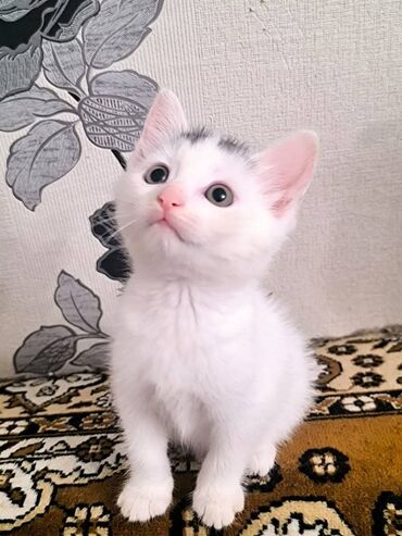 объявление котята в добрые руки: Erkək, Dişi, Yaxşı əllərə
