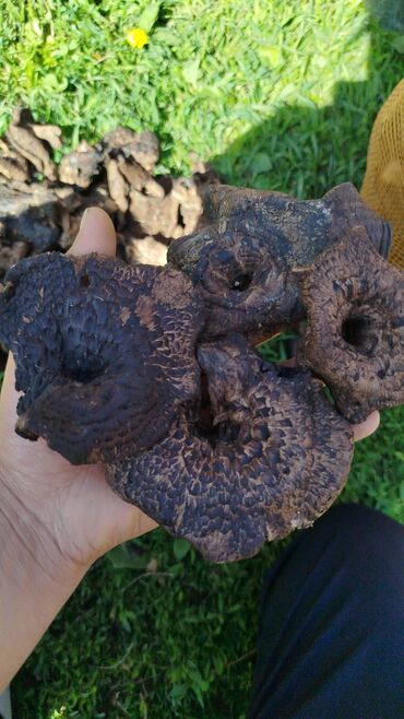 ювелирный инструменты: Грибы Оптом, Самовывоз