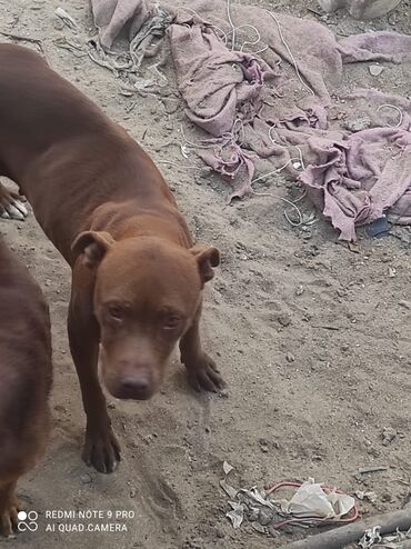 pitbul satışı: Pitbul, 2 il, Erkek, Ünvandan götürmə