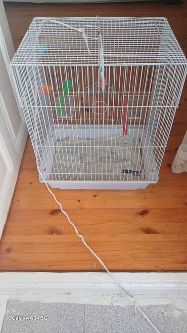 Qəfəslər: Papuqaylar üçün qəfəs satıram. Qəfəs böyükdür, genişdir. Bazaradan 30 -da lalafo.az — 10 Qəfəslər: Papuqaylar üçün qəfəs satıram. Qəfəs böyükdür, genişdir. Bazaradan 30 — 10