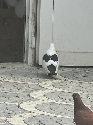 quşlar göyərçin: Damğalı göyərçinlər – dekorativ və uçuş üçün - Rənglər: ağ, qara-ağ — 5
