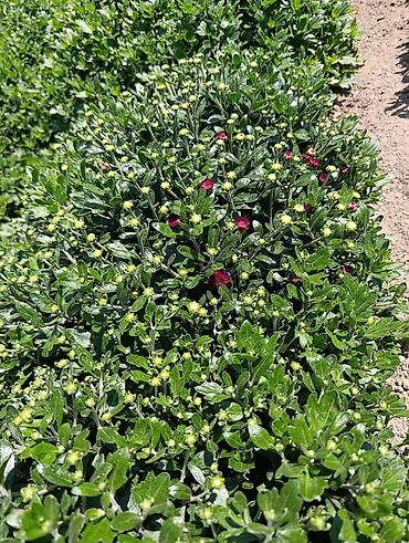 чоор фото: Көчөттөр — 1