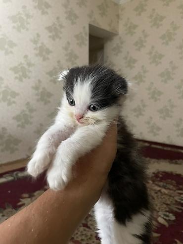 Мышыктар: Котята с вислыми ушками, домашние. Окрас разный: - черно-белые — 1