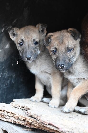 Отдам даром собаку: Собака даром: Дворняжка, 2 месяца, Самка — 7