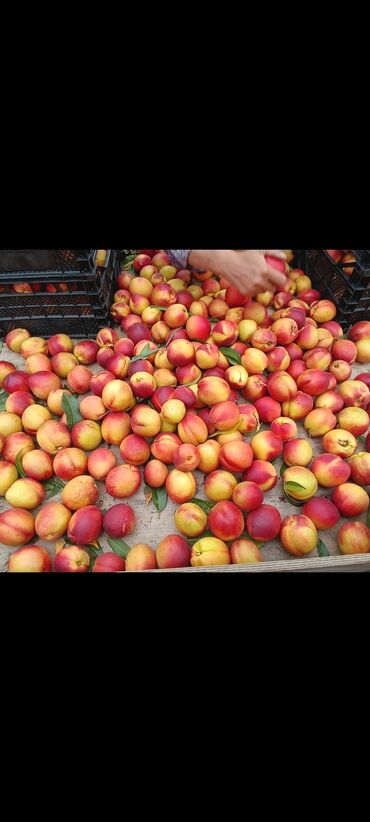 Tinglər: Məhsul: Şaftalı və nektarin tingləri, həmçinin məhsul nümunələri - — 2