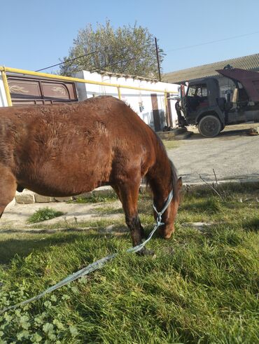 Atlar: Yük və kənd təsərrüfatı işləri üçün at - Rəng: qəhvəyi - Boy: orta - — 4