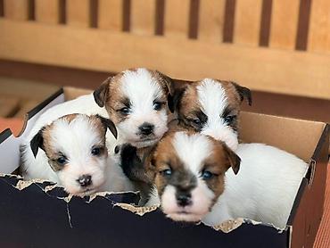 beba rotvajler: Oštrodlaki Džek Rasel terijer (Jack Russell Terrier) štenci — 6