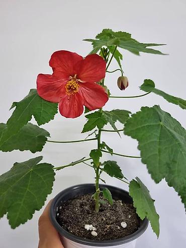 Бегонии: Бегонии и абутилон — укоренённые саженцы в стаканчиках/горшочках. 1) — 10