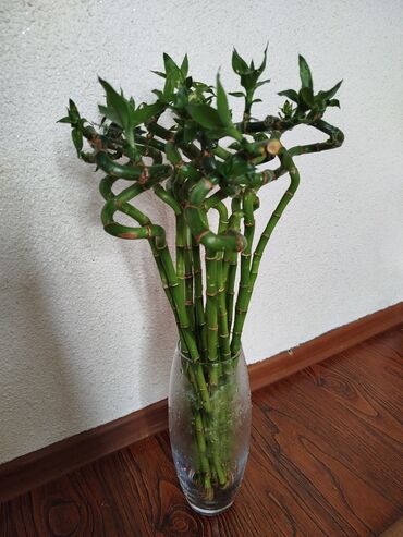 Другие комнатные растения: Комнатные растения . Все по доступным ценам . 
 
flowers_meerim
