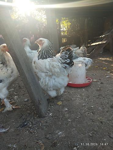 Продам с/х животных: Продаю | Куры | Брама | Для разведения — 5