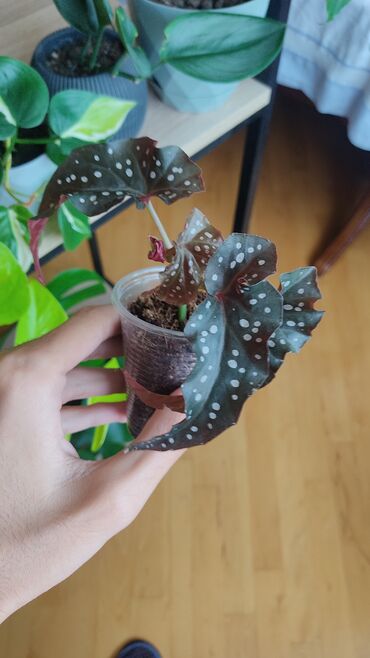Buket güllər: Begoniya maculata