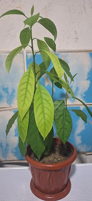 otaq bitkiləri: Avokado fidanı – qapalı və ya açıq əkin üçün - Növ: Avokado (Persea — 1